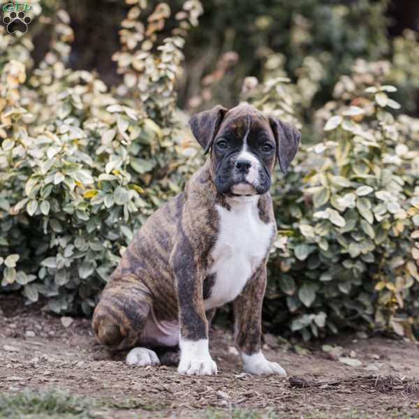 Boots, Boxer Puppy